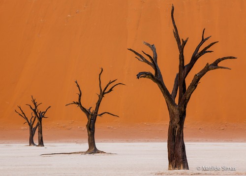 Dead Vlei Trees