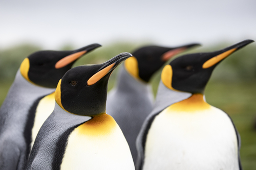 King Penguins