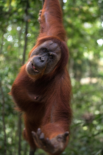 The Sumatran Orangutan