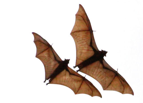 Palawan bats