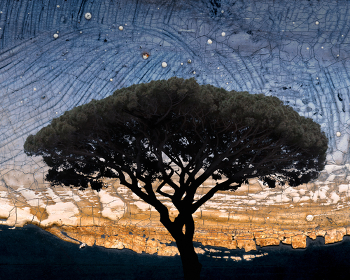 Stone Pine