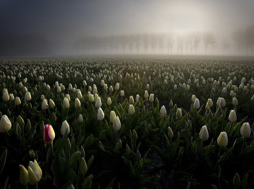 Netherlands