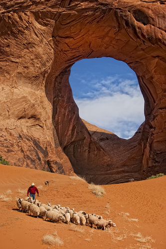 Navajo Sheep Herder