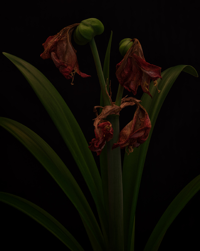 Amaryllis