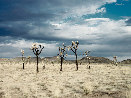 Joshua tree