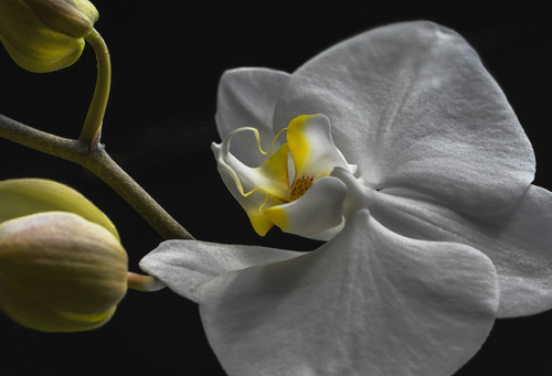 Orchid First Bloom 