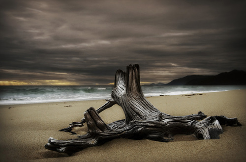 Drift Wood Study