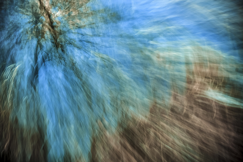 Light Through the Forest