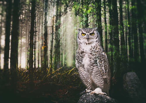 The White Owl