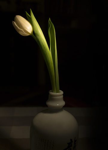 Tulip