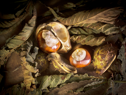 Horse chestnuts