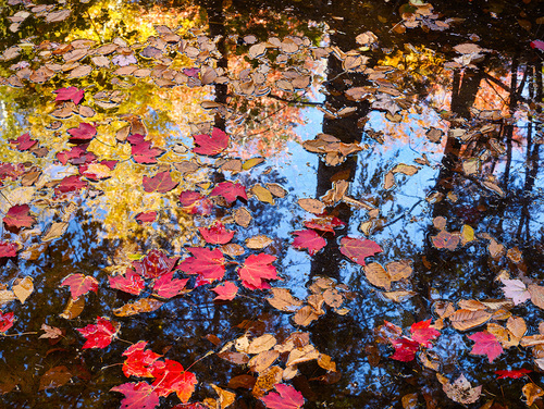 Autumn Leaves