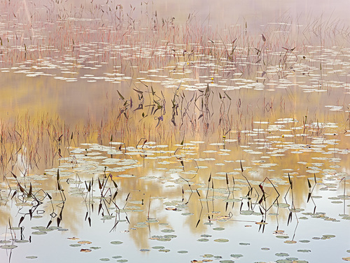 Dreaming of Lilies