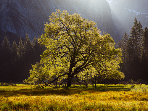 Glowing Morning Oak