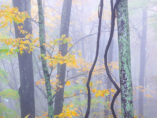 Golden Autumn Fog