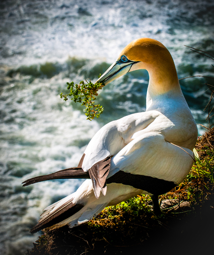 Gannets of Muriwai