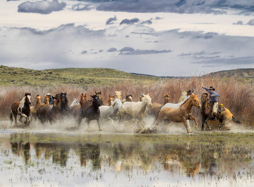 Stampede!