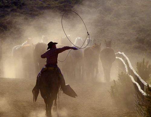 Pushing The Herd