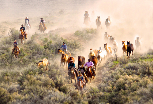 Herding Horses in the Dust