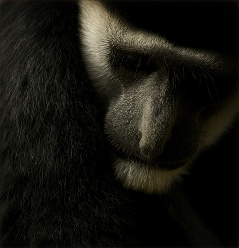 Colobus