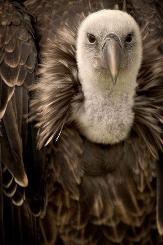 Griffon