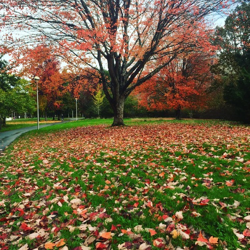 Linear Autumn