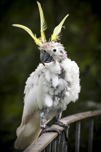 Sulphur Crested Cockatoo