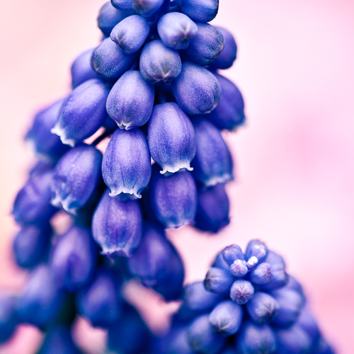 Buds