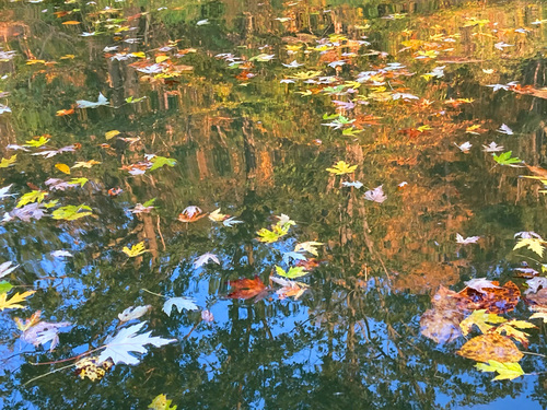 Fall Reflections