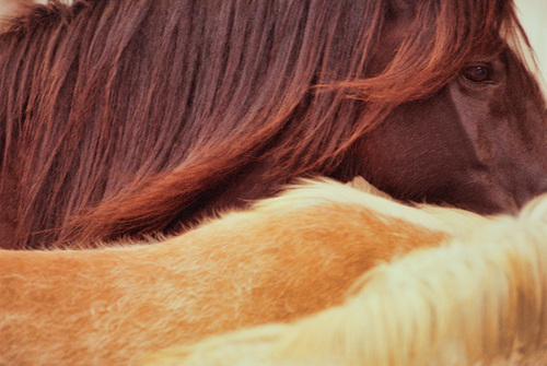Horses