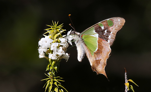 Macleay's Swallowtail