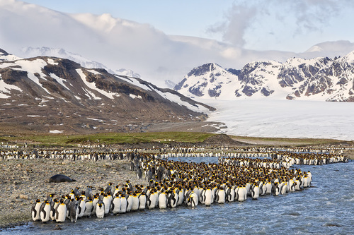 King Penguins at St Andrews
