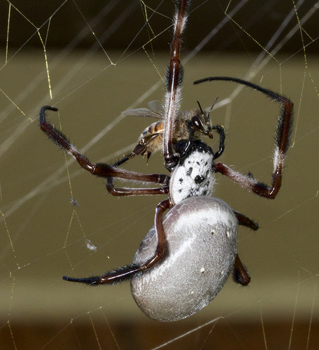Golden Orb Weaver