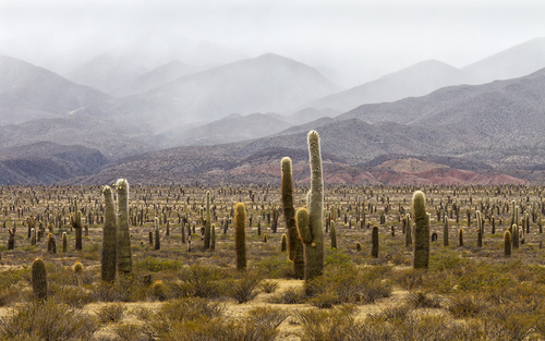 Los Cardones National Park