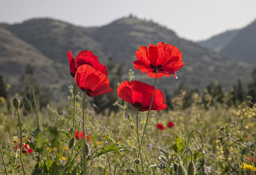 Turkey Poppies