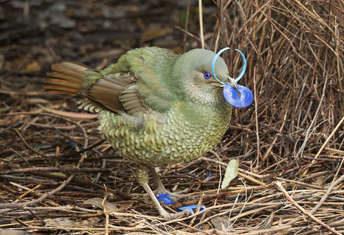 Bowerbird Display