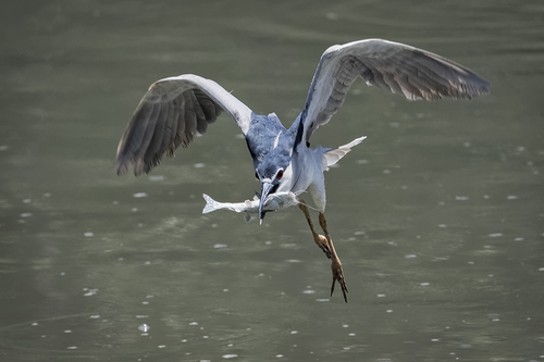 Black-crowned Night-heron With Catfish