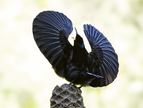 Riflebird