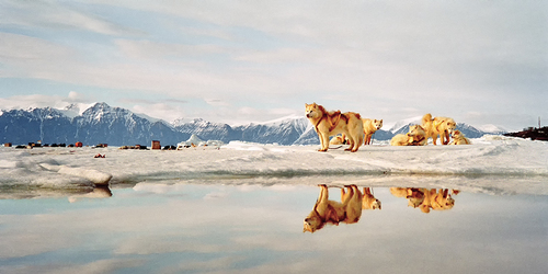 Baffin Dogs