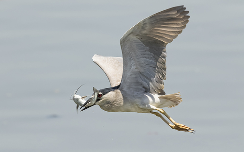 Black-crowned Night Heron