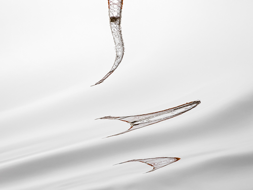Ephemeral