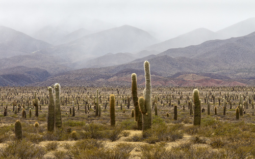 Los Cardones NP, Argentina