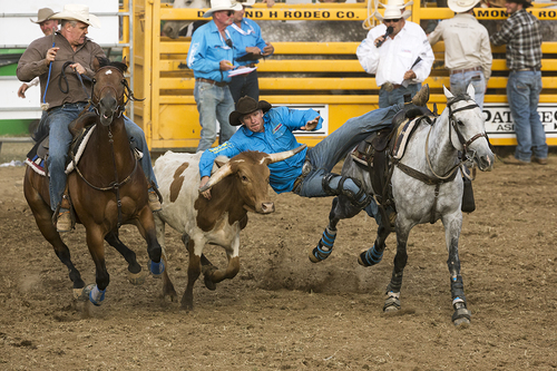 Steer Wrestling 1
