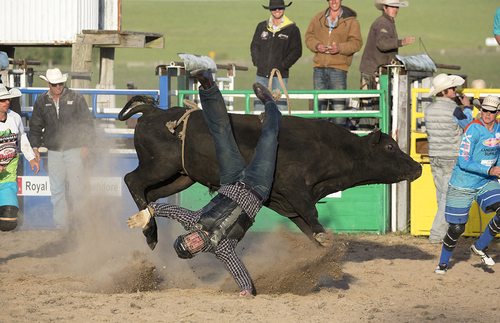 Bull Riding 3