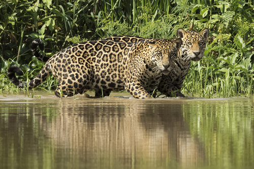 Jaguar Brothers
