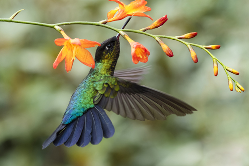 Magnificent Hummingbird