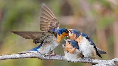 Welcome Swallows