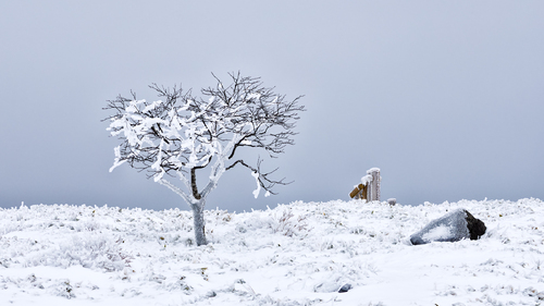 Bihoro Pass Tree 2