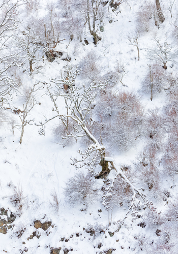 Jigokudani Snowscape