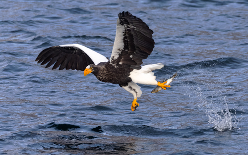 Steller's Sea Eagle